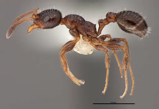 Temnothorax pergandei - FMNHINS0000088653