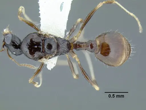 Temnothorax pergandei - MCZENT00583595