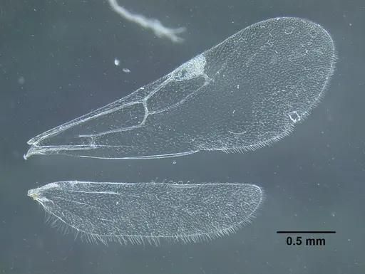 Temnothorax pergandei - MCZENT00583595