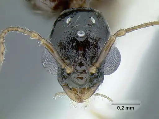 Temnothorax pergandei - MCZENT00583595