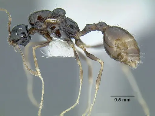 Temnothorax pergandei - MCZENT00583595