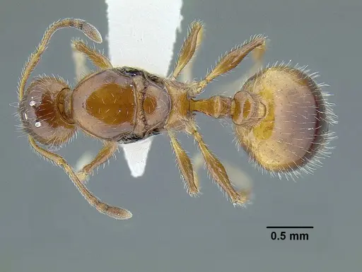 Temnothorax pergandei - MCZENT00583596