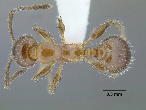 Temnothorax pergandei - MCZENT00583596