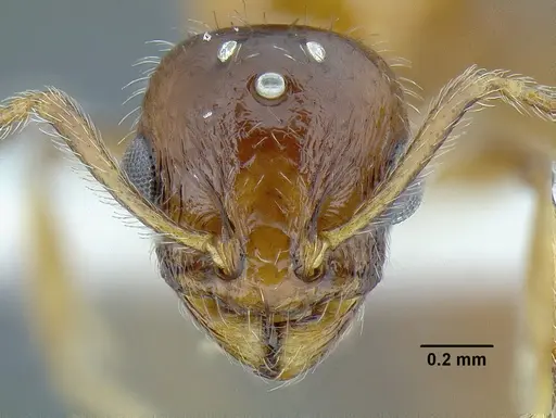 Temnothorax pergandei - MCZENT00583596