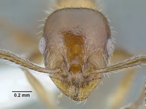 Temnothorax pergandei - MCZENT00583596