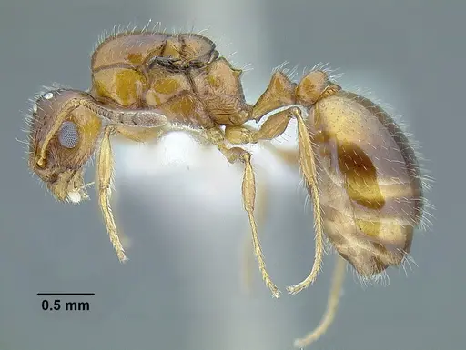 Temnothorax pergandei - MCZENT00583596