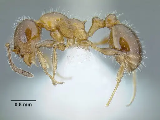 Temnothorax pergandei - MCZENT00583596