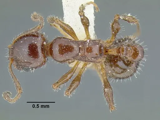 Temnothorax pergandei - USNMENT00532780