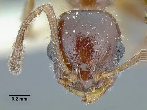 Temnothorax pergandei - USNMENT00532780