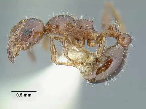 Temnothorax pergandei - USNMENT00532780