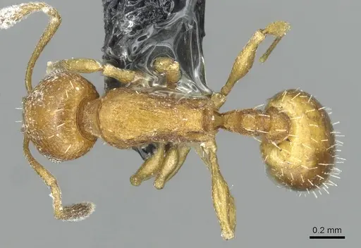 Temnothorax personatus specimen