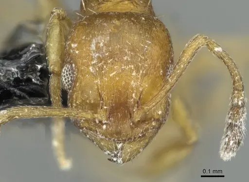 Temnothorax personatus specimen