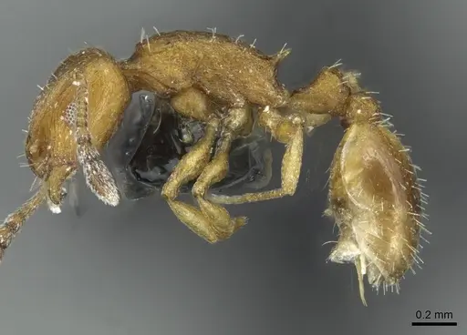 Temnothorax personatus specimen