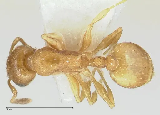 Temnothorax personatus - FOCOL1813