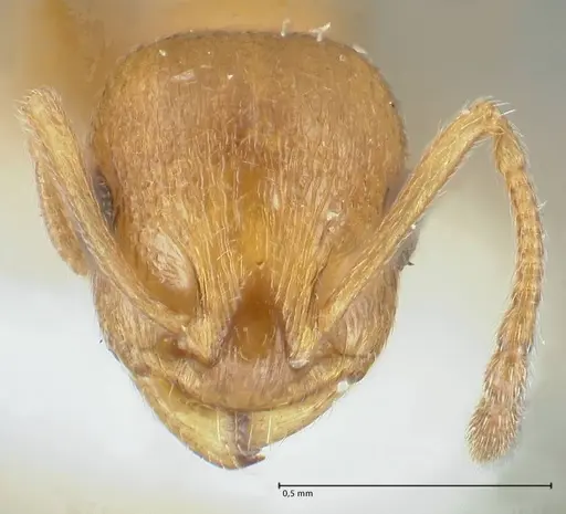 Temnothorax personatus - FOCOL1813
