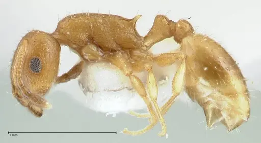 Temnothorax personatus - FOCOL1813