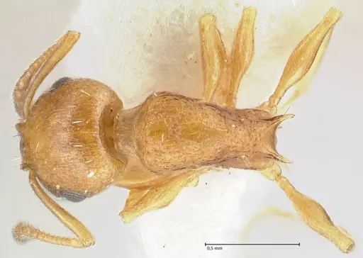 Temnothorax personatus - FOCOL1814
