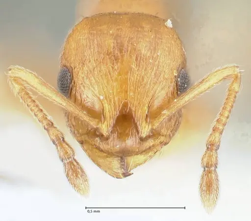 Temnothorax personatus - FOCOL1814