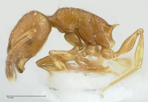 Temnothorax personatus - FOCOL1814
