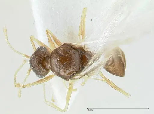 Temnothorax personatus - FOCOL1815