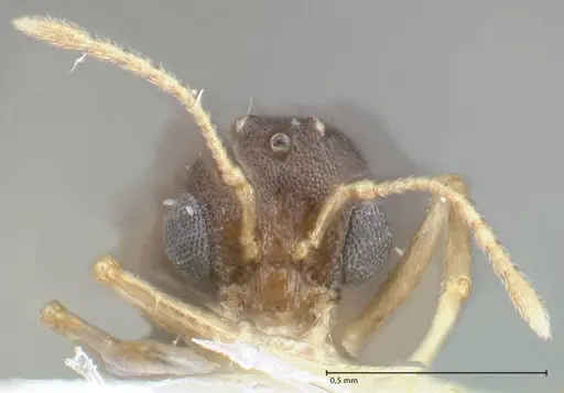 Temnothorax personatus - FOCOL1815