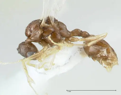 Temnothorax personatus - FOCOL1815