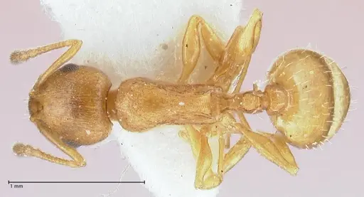 Temnothorax personatus - FOCOL1816