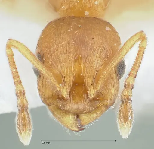 Temnothorax personatus - FOCOL1816