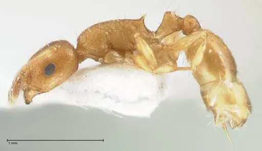 Temnothorax personatus - FOCOL1816