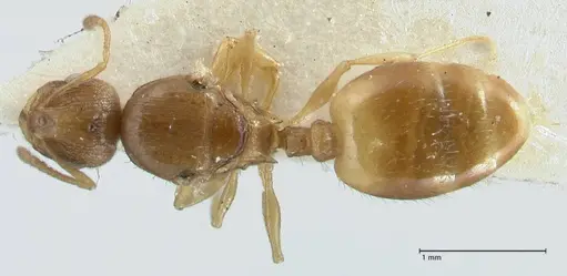 Temnothorax personatus - FOCOL1817