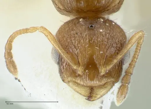 Temnothorax personatus - FOCOL1817