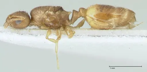 Temnothorax personatus - FOCOL1817