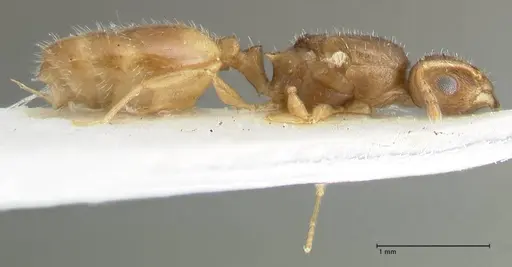 Temnothorax personatus - FOCOL1817