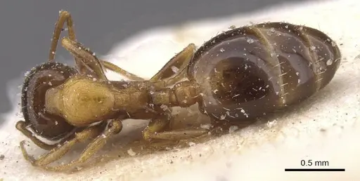 Temnothorax peyerimhoffi specimen