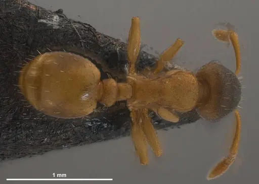 Temnothorax pilagens - ANTWEB1008482