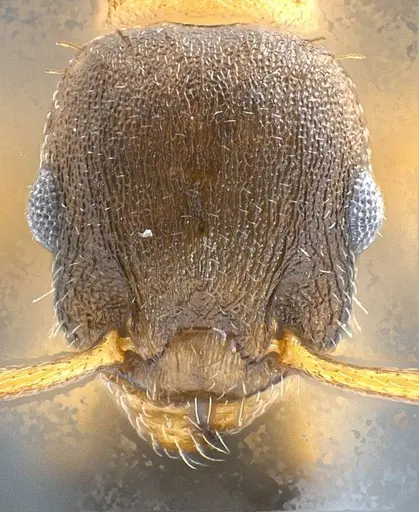 Temnothorax pilagens - ANTWEB1008482