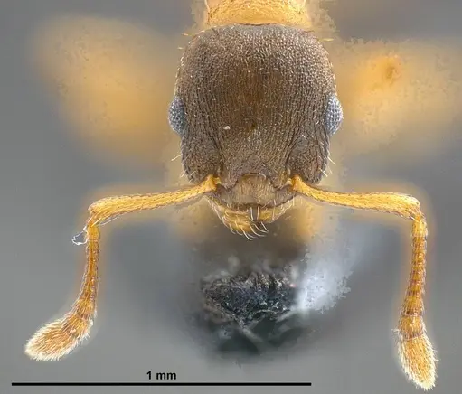 Temnothorax pilagens - ANTWEB1008482