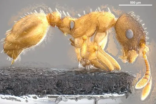 Temnothorax pilagens - ANTWEB1008482