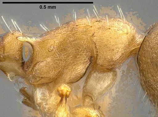 Temnothorax pilagens - ANTWEB1008482