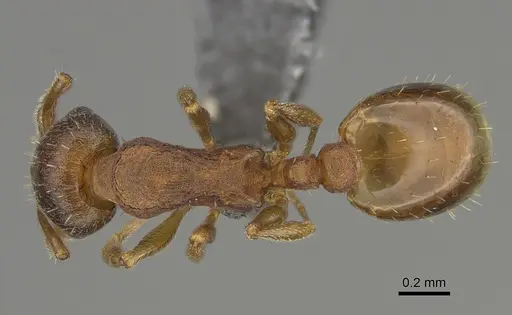 Temnothorax pilagens - CASENT0923376