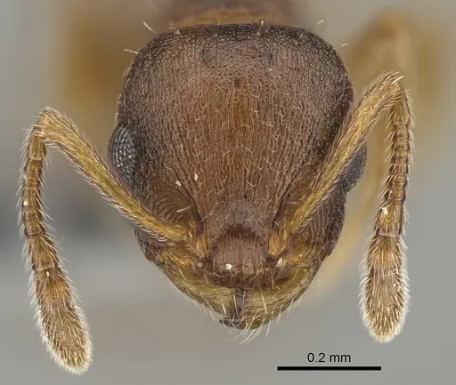 Temnothorax pilagens - CASENT0923376