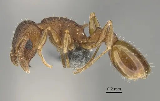Temnothorax pilagens - CASENT0923376