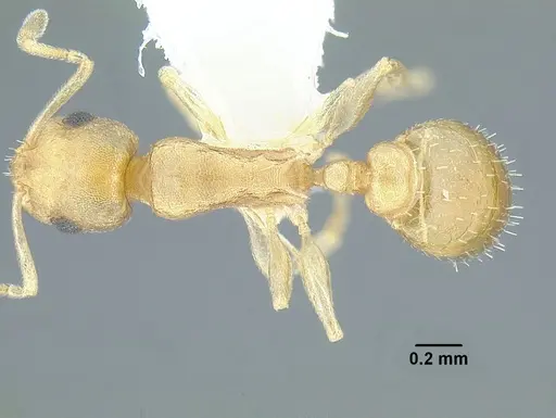 Temnothorax pilicornis specimen