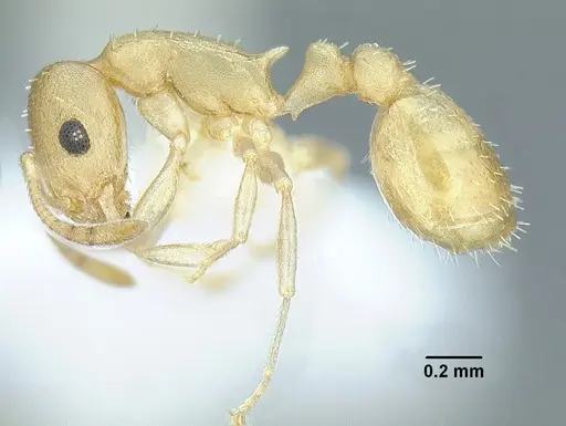 Temnothorax pilicornis specimen