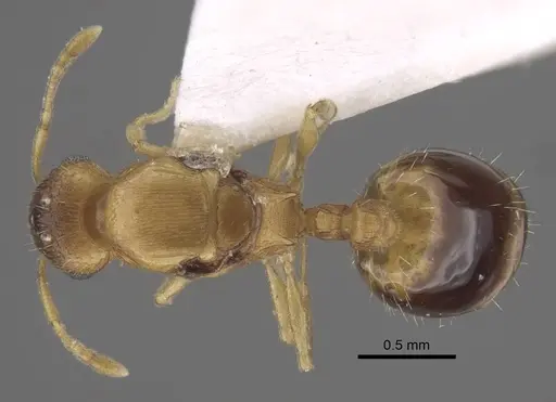 Temnothorax pisarskii specimen