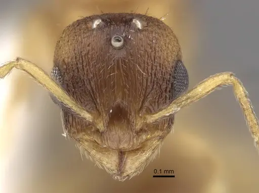 Temnothorax pisarskii specimen