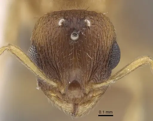 Temnothorax pisarskii specimen