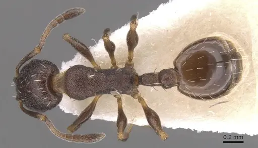 Temnothorax platycephalus specimen