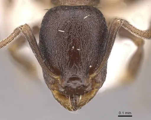 Temnothorax platycephalus specimen