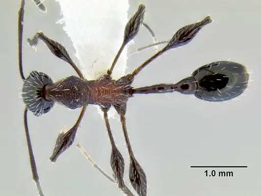 Temnothorax poeyi specimen